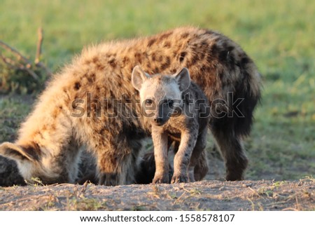 Spotted hyena cub by its den in the african savannah.