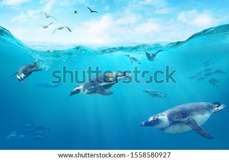 A flock of African penguins diving among fish. Ocean underwater with marine animals. Sun rays passing through the water surface.