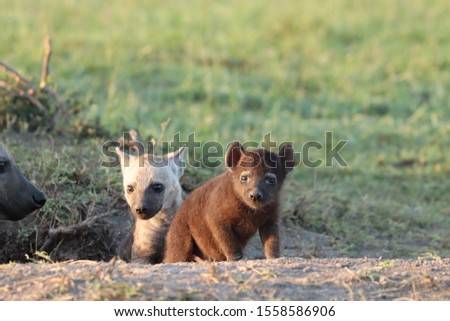 Very small hyena cub in the african savannah.