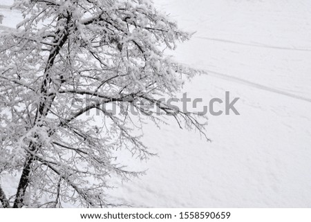 Tree in the snow close up. Snow on the branches of a tree.