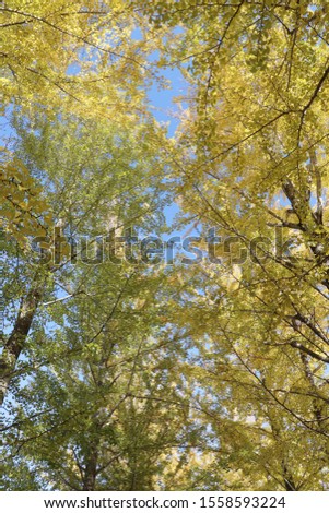 The leaf of the ginkgo changed color yellow
