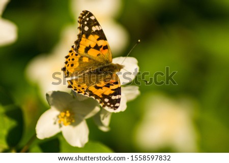 Blooming white flowers of a jasmine bush. Butterflies on white flowers. Butterflies pollinate flowers.