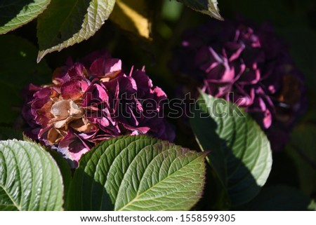 Close-up of purple hydrangea flowers on a bush with green leaves in the late afternoon sun