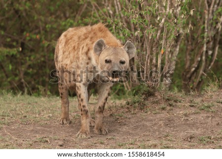 Female spotted hyena in the african savannah.