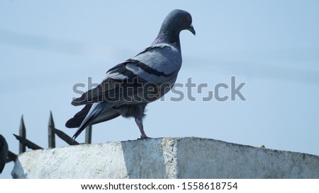 A very beautiful pigeons birds picture