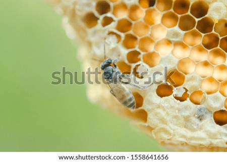 Macro of working bees on honeycomb, Background hexagon texture, 
