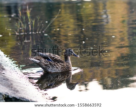 Closeup of ducks swimming in the lake