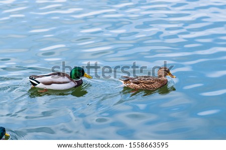 Closeup of ducks swimming in the lake