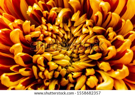 blooming gold colored flower petals textured background, macro photo with selective focus technique of autumn flower, blooming design template