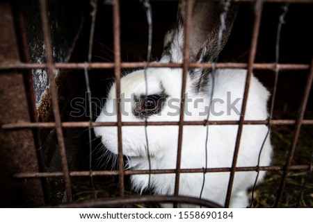 Small white fluffy rabbit sitting on hay in a cage. Farm animals on a countryside farm.