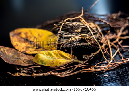 Close up shot of cut aerial roots of banyan tree along with some dried yellow-colored banyan leaves with it on a black surface. Horizontal shot.