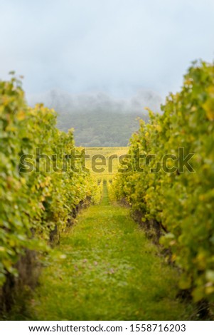 Beautiful Vineyard in East Europe