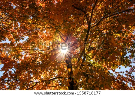 Beautiful Autumn Maple Leaves on tree with bright sunburst