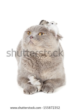cat and hamster on a white background in studio