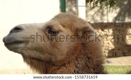 Closeup portrait of camel in detail.        
