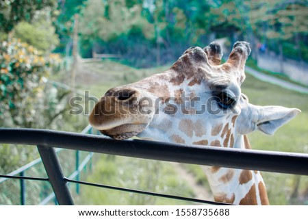 Photo of a closeup giraffe head.