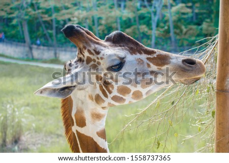 Closeup photo of a giraffe eating.