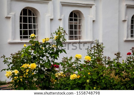 Roses on the background of an old building. Chernihiv. Ukraine.