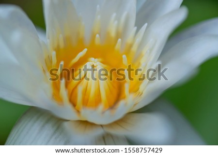 White lotus flower Gaysorn yellow close up picture