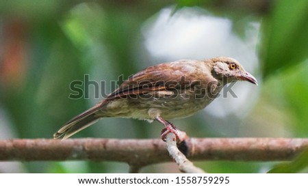 Close-up of Red-eyed Bulbul (Pycnonotus brunneus) bird. This image may blur, contain grain, or noise effects because of image editing.