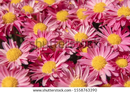 Beautiful flowers as background, Chrysanthemum or daisies flower background.