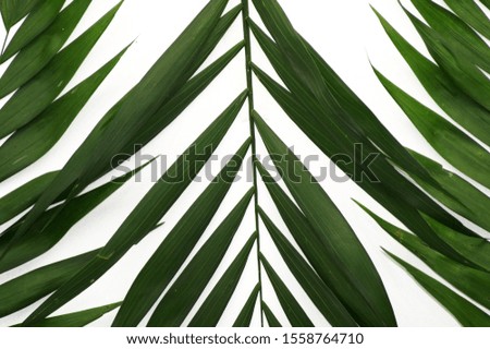 Leaves of a palm tree as a picture background on a white background                       