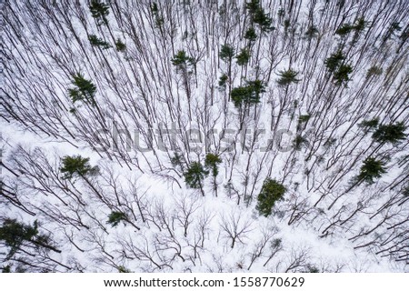 Aerial view of snowy forest during winter