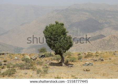 Tree in the mountain Kurdistan