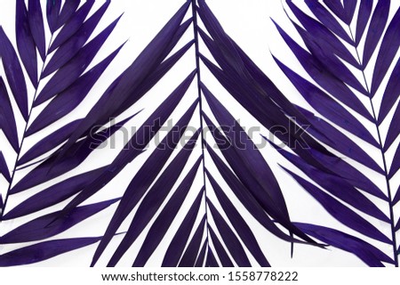 Leaves of a palm tree in purple as a picture background on a white background                 
