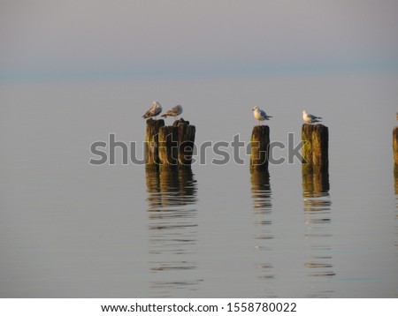 Gulls sitting on the breakwater. A view of the calm sea. Baltic Sea (Chalupy), Hel Peninsula.                                                           