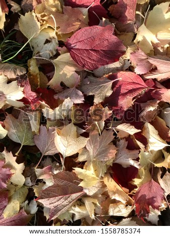 Photo on theme autumn abstract background of maple leaves falling on surface. Photography consists of falling wet autumn maple leaves in morning out countryside. Autumn falling different maple leaves.