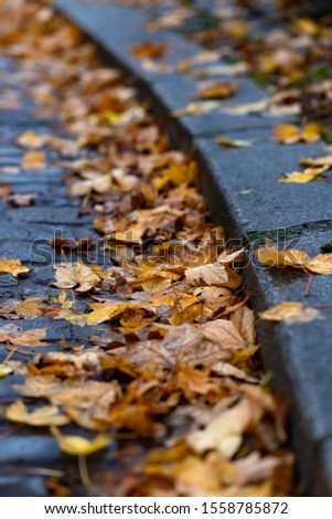 Autumn leaves on wet curbside and pavement in a cemetery in Paris France 