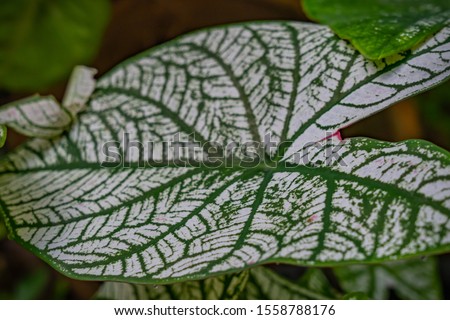 Queen of the Leafy Plants is believed to be a sacred wood that helps protect lives from various dangers. It is also an ornamental plant that is strong. Can stay indoors