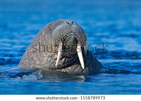 The walrus, Odobenus rosmarus, large flippered marine mammals in blue water, Svalbard, Norway. Sea animal with tusk in the water surface. Wildlife scene from nature.
