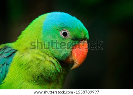 Blue-naped parrot, Tanygnathus lucionensis, detail portrait. Green bird in the tropic dorest, Philippines in Asia. Close-up photo of parrot with blue cap  and red bill. Wildlife scene from nature.