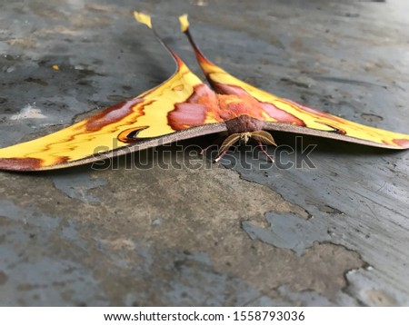 Unique butterfly with yellow and orange patterns obtained from the forest