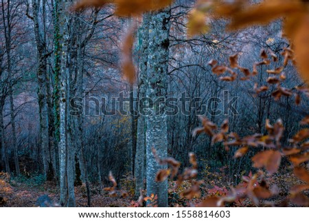 Tree branch with dry leaves in the autumn forest