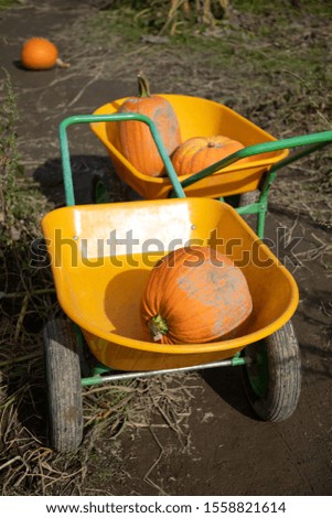 Pumpkins in wheel barrows, in a autumn harvest concept