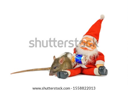 cute rat on white background with Santa Claus, Christmas concept isolated.