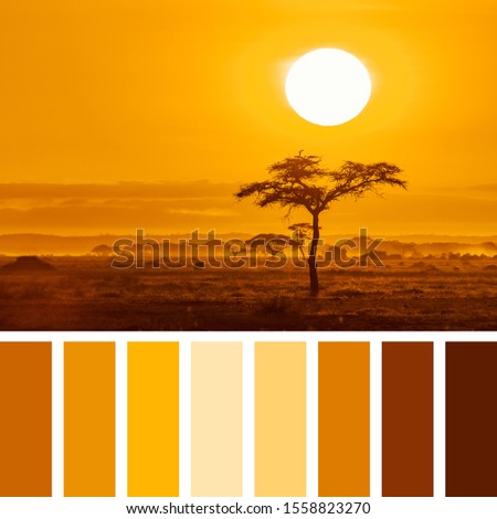 Sunrise over an acacia tre in Amboseli National Park, Kenya, in a colour palette with complimentary colour swatches.