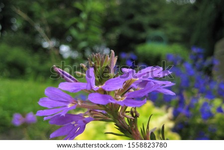 macro photo with decorative background texture of beautiful purple flowers of herbaceous plant for garden landscape design as source for prints, posters, decor, interiors, Wallpaper