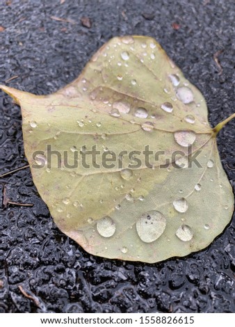 Water Droplets on Leaf Bronxville, New York
