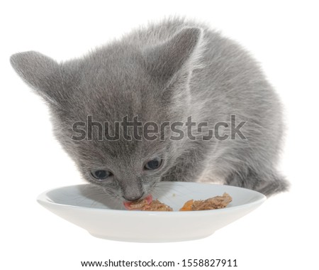 Gray kitten eating cat food from a bowl on a white background.