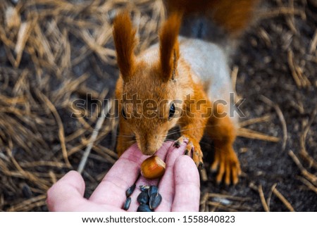 Squirrel in the Tanais park, Voronezh