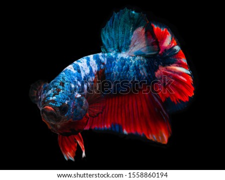 Koi galaxy fancy betta Siamese fighting fish moving action with black background.