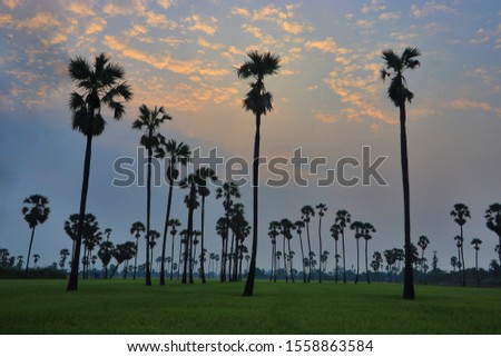 Green rice fields and coconut trees