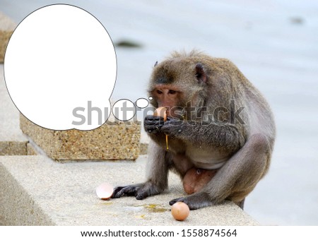 Funny picture with bubble idea the monkey eats an egg.