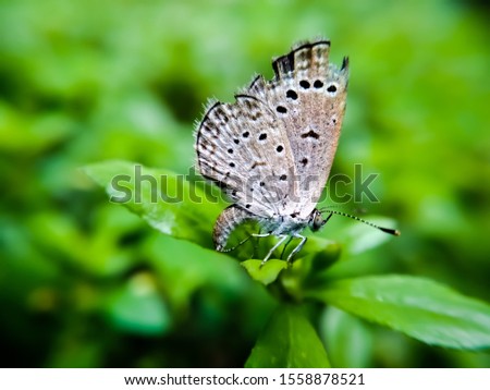 Macro photography. Insect in the family Sarcophagidae are commonly known as Butterfly. Butterfly on leaf close up.