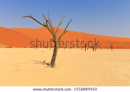 Dead Vlei in Sossusvlei Namibia Africa