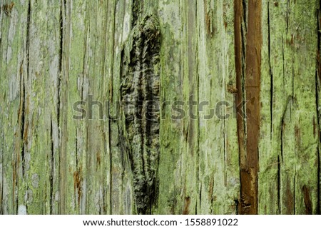 Closeup picture texture Cracks on the brown pine bark There are green moss on the surface.for backdrop background
